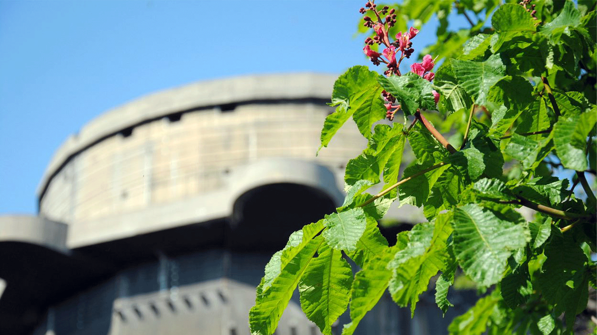 Augarten by Linda Nepicks 