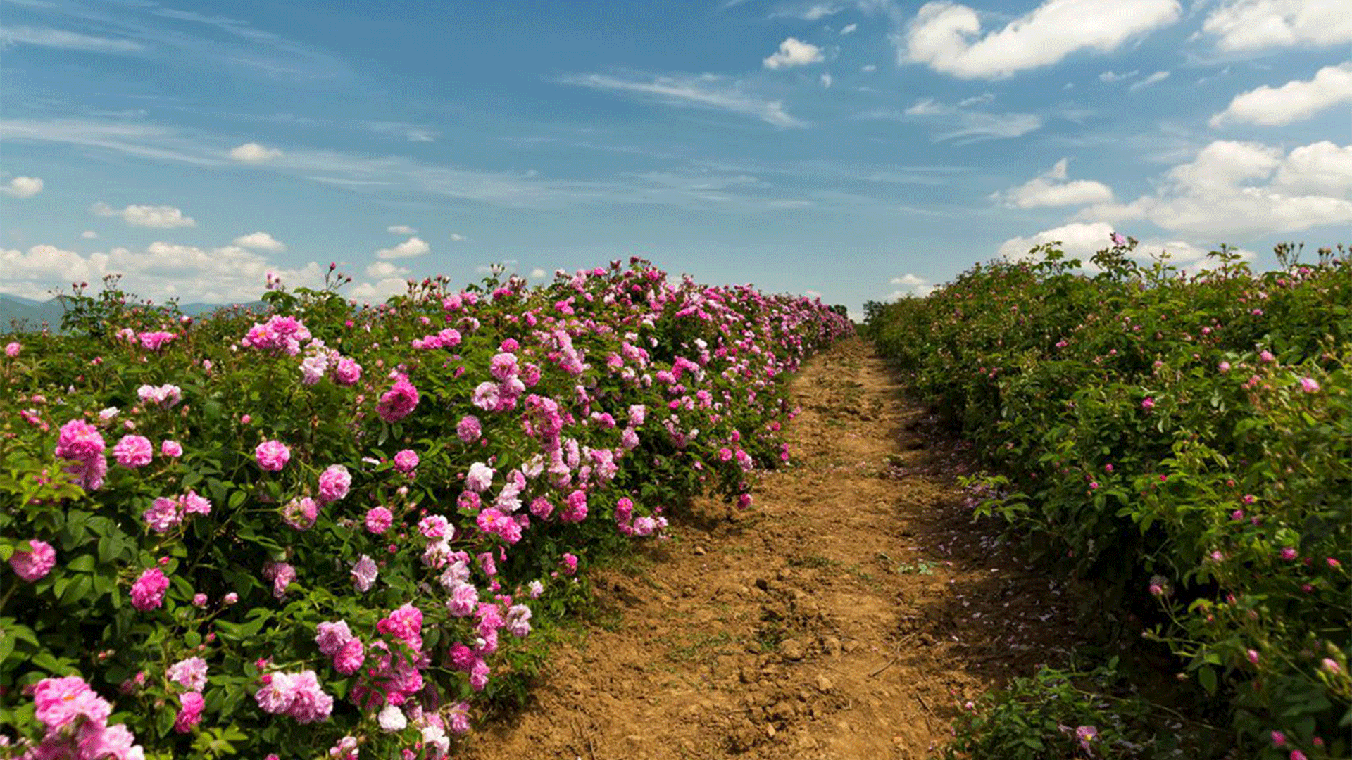 bulgaria-rose-valley-2