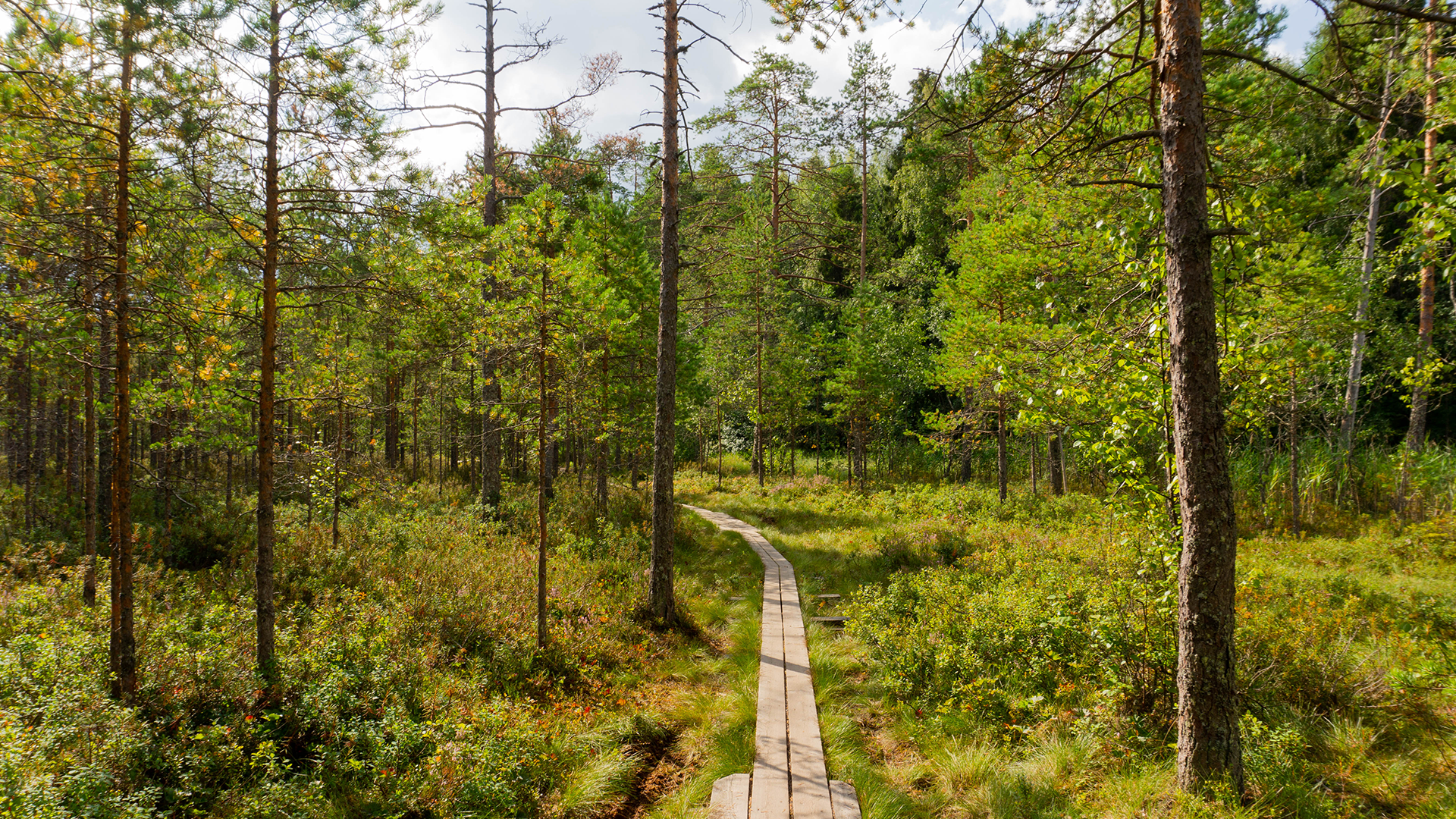 finland-tampere-forest-path-hiking-shannen