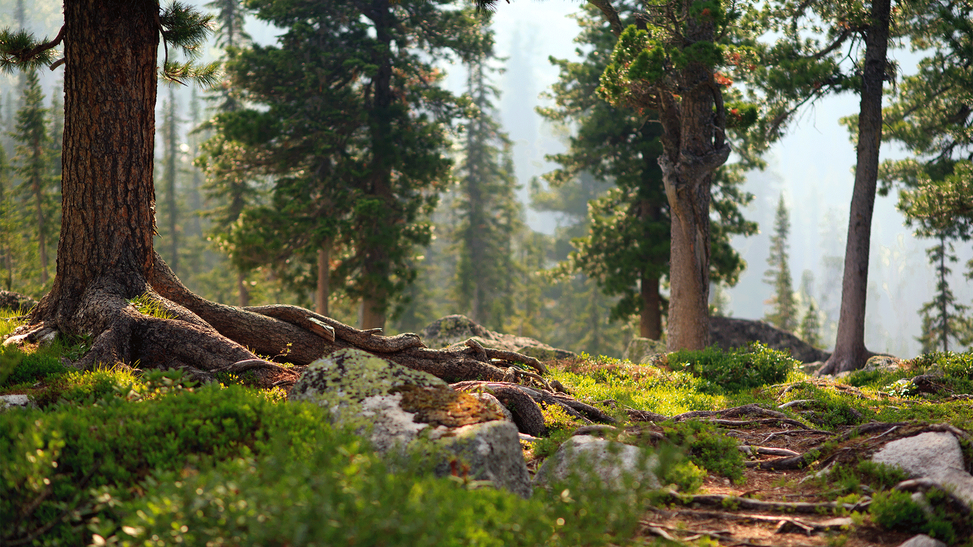 finland-wild-taiga-forest-trees