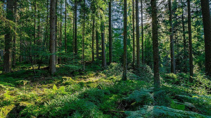 germany-black-forest