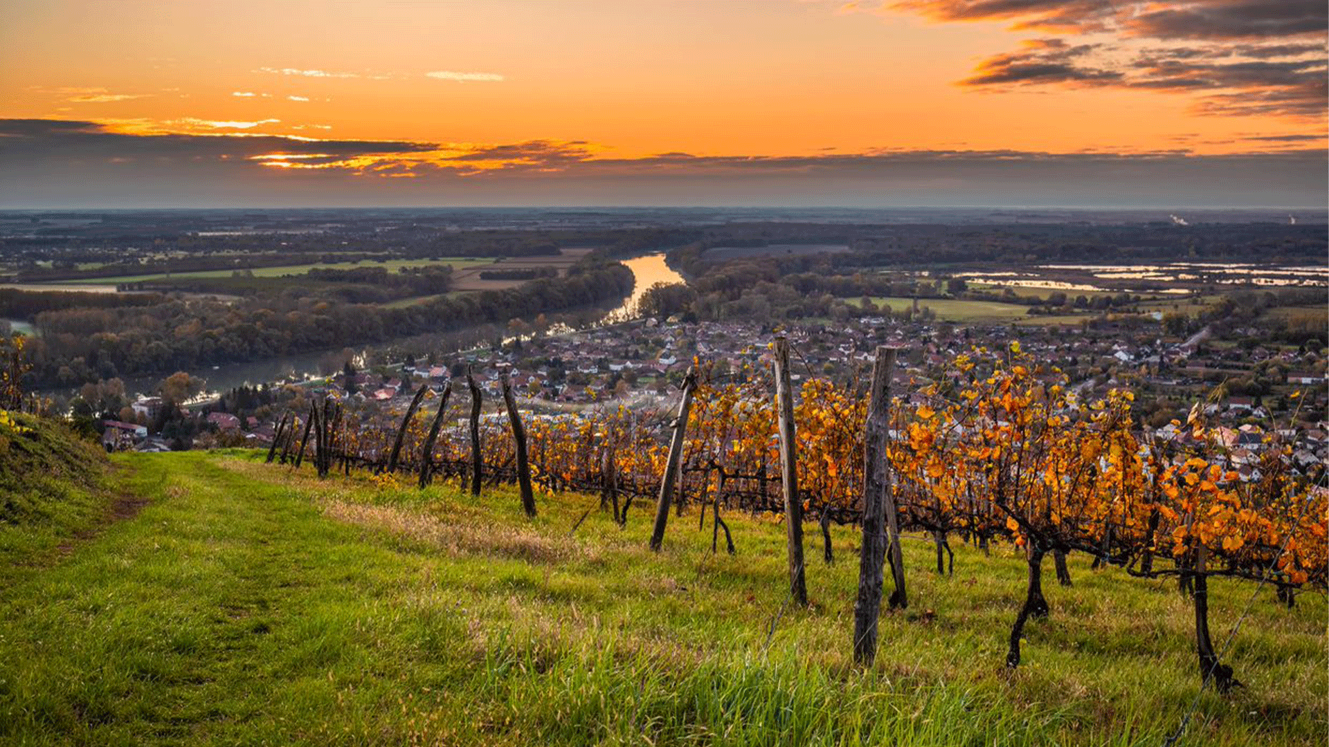 hungary-tokaj-vineyard