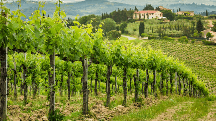 italy-tuscany-field-vineyard