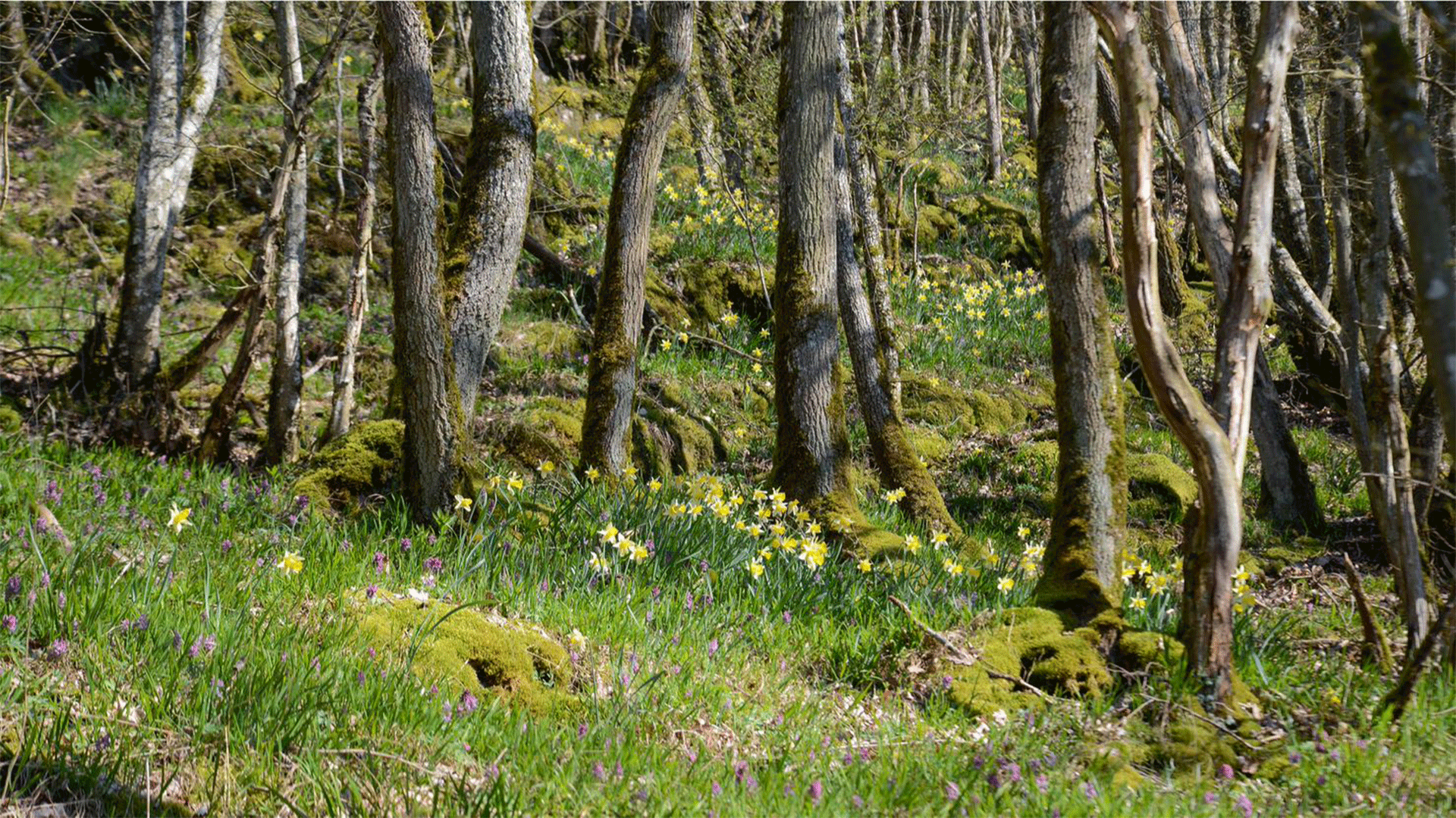 luxembourg-via-botanica-daffodil-forest