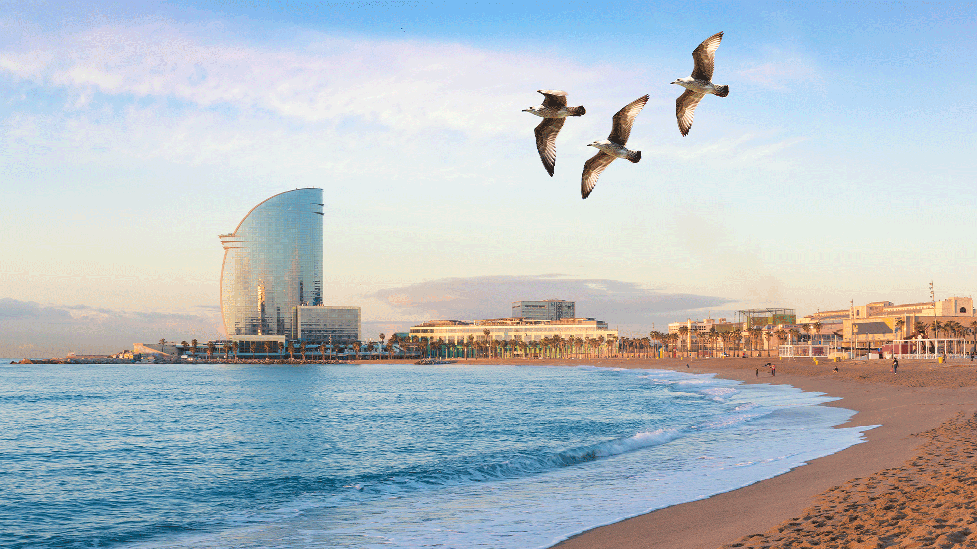 spain-barcelona-beach-bird