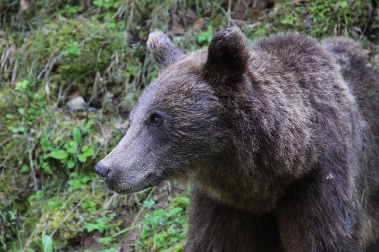     Un orso nelle montagne dei Carpazi  