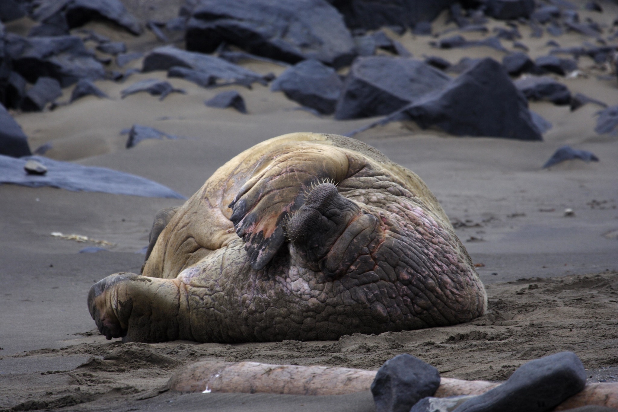 walrus_on_svalbard_beach