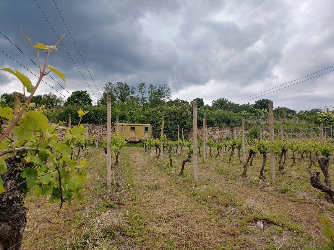 Šobes vineyard