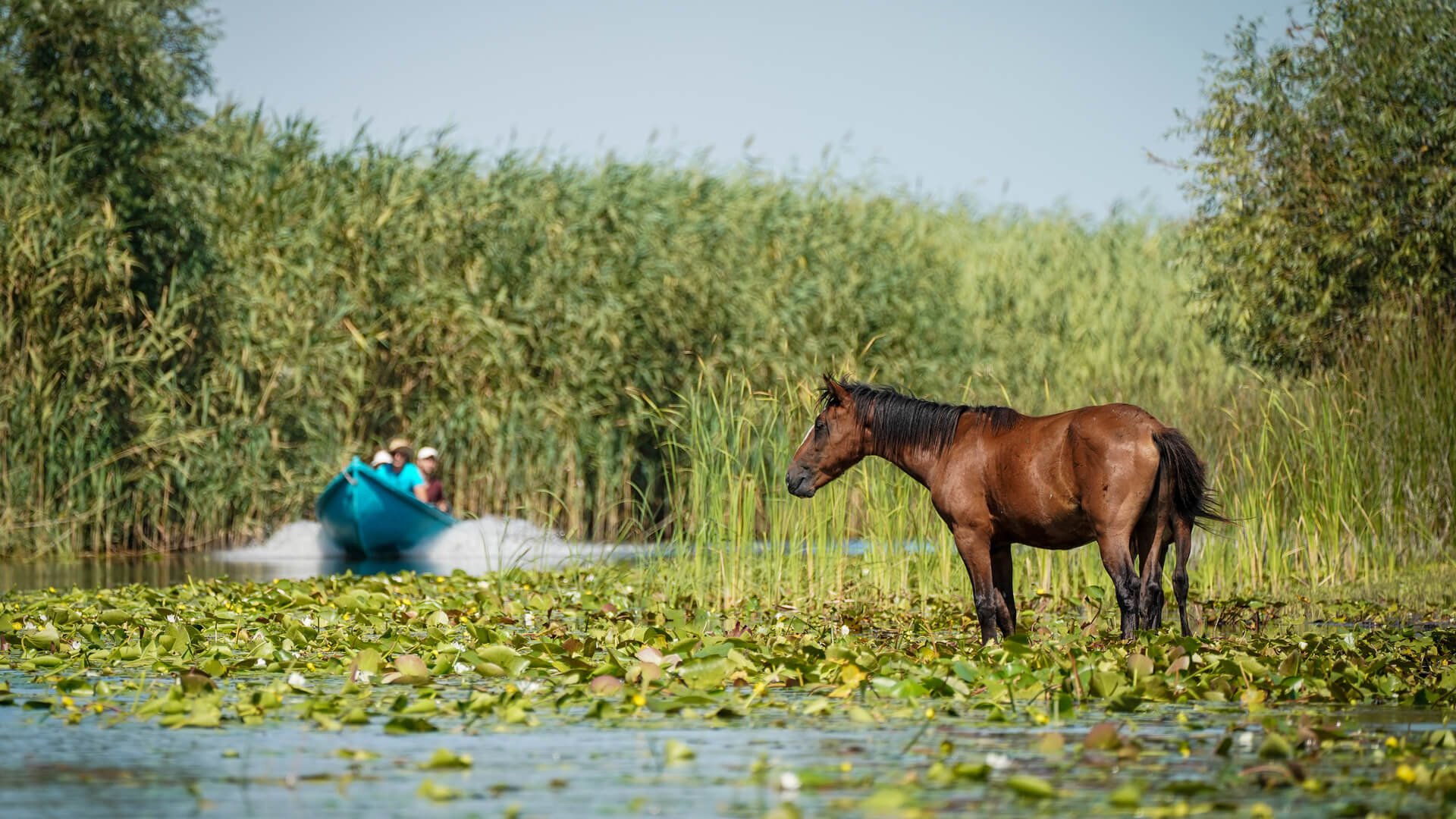 romania-letea-forest-wild-horse-boat