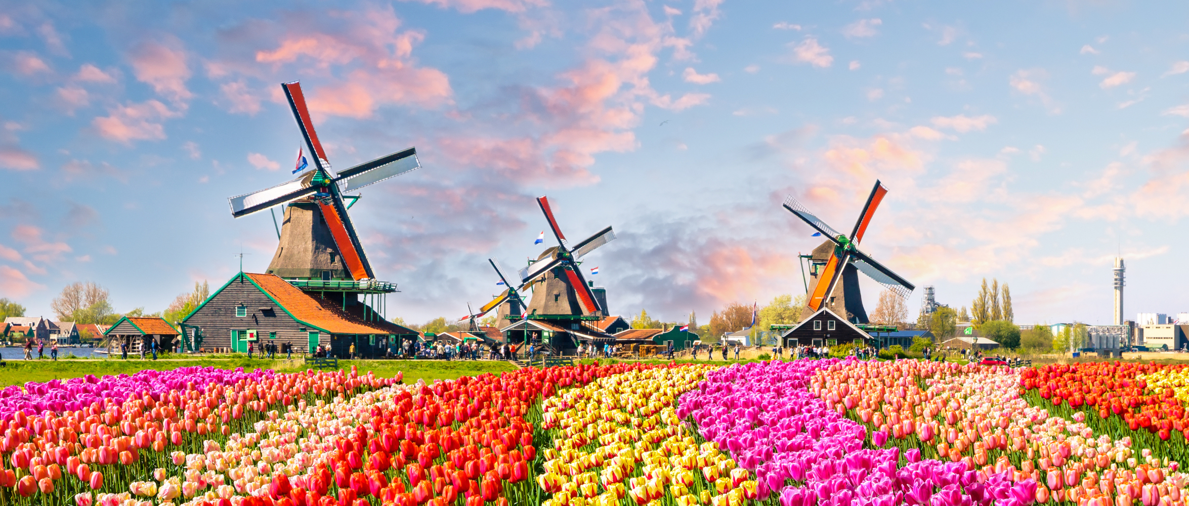 Dutch windmills and tulips