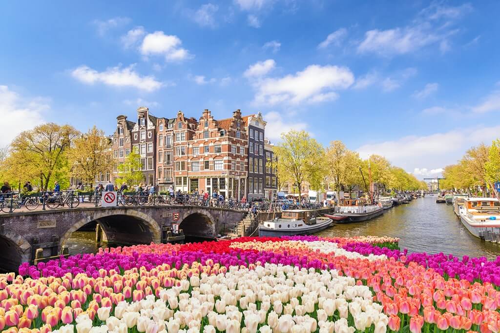 tulips-amsterdam-netherlands