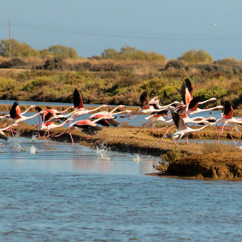 Uno stormo di fenicotteri nel Parco Naturale di Ria Formosa