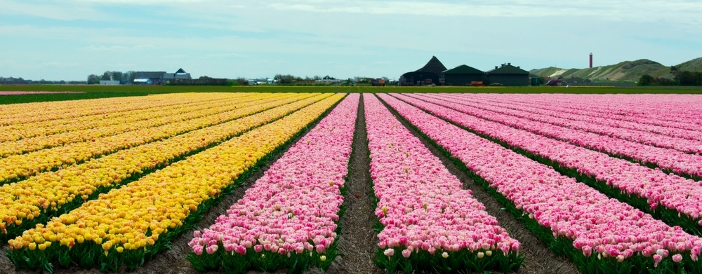 yellow and pink tulip fields in North Holland, Julianadorp, 